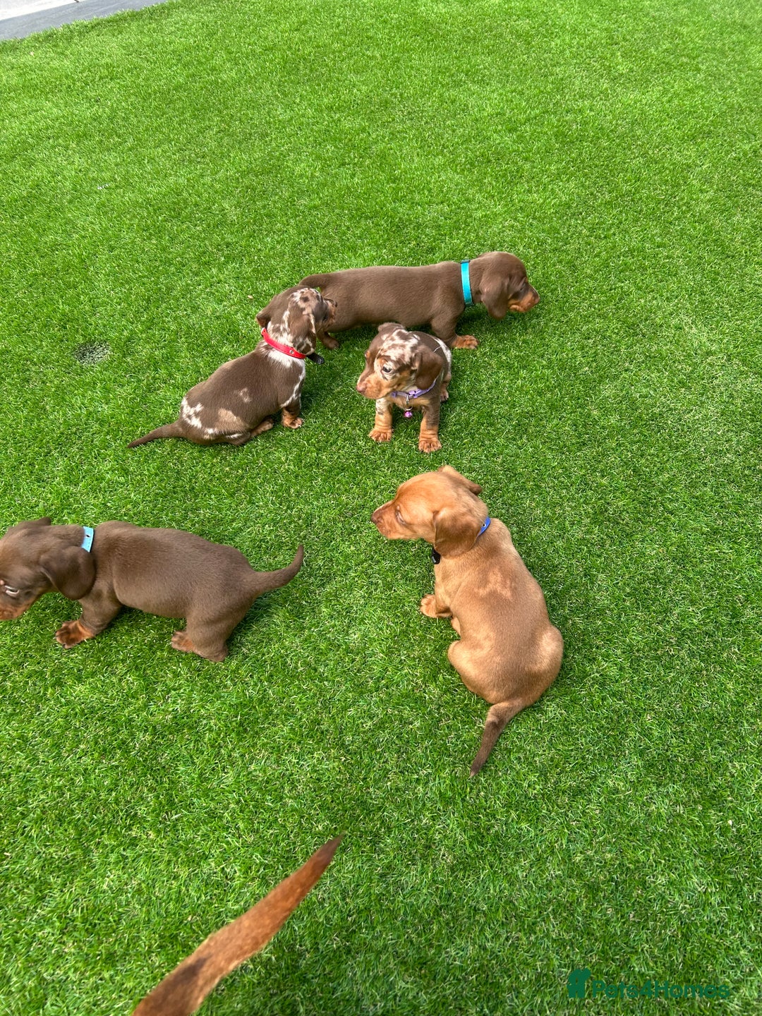 Miniature Dachshund dogs for sale: Miniature dash - Image 18