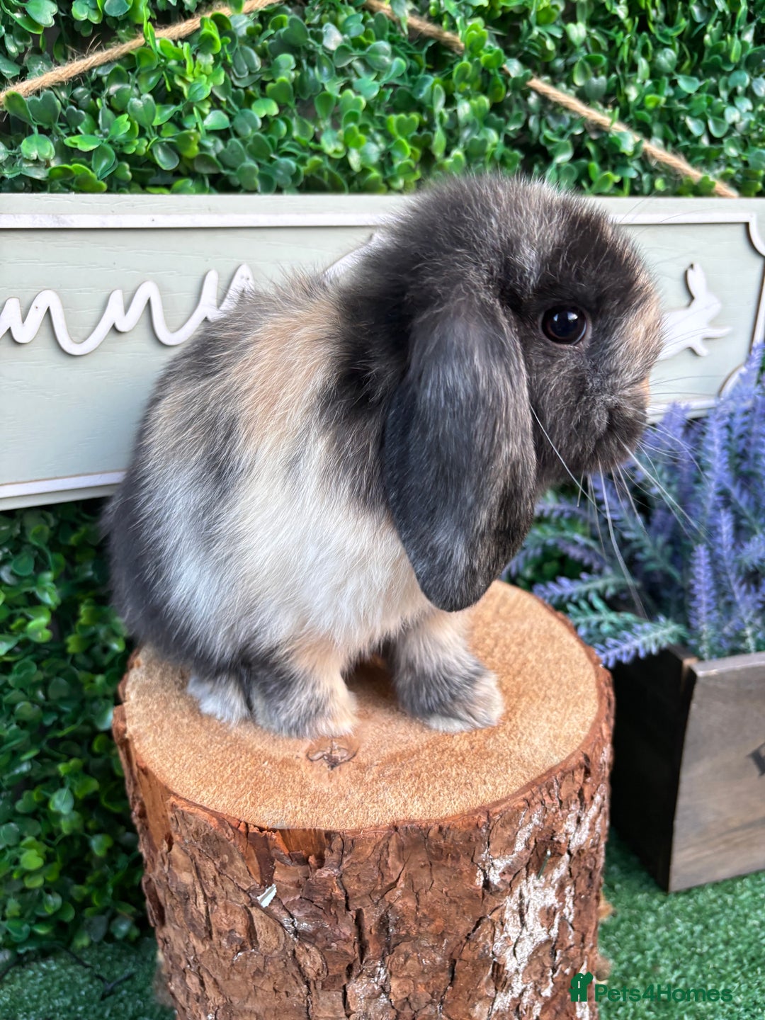 Mini Lop rabbits for sale: 🌟 mini lop babies 🌟 - Image 5