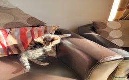 Domestic Shorthair cats for sale: Lovely tabby boy  - Image 6