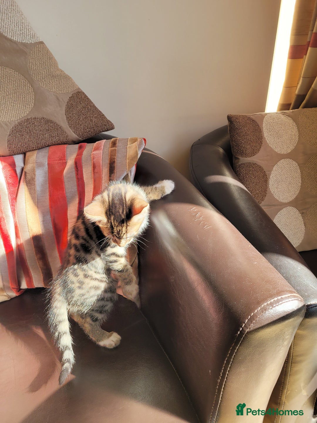 Domestic Shorthair cats for sale: Lovely tabby boy  - Image 6