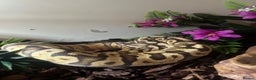 Python Snake reptiles for sale: Beautiful female ball python and set up  - Advert 9
