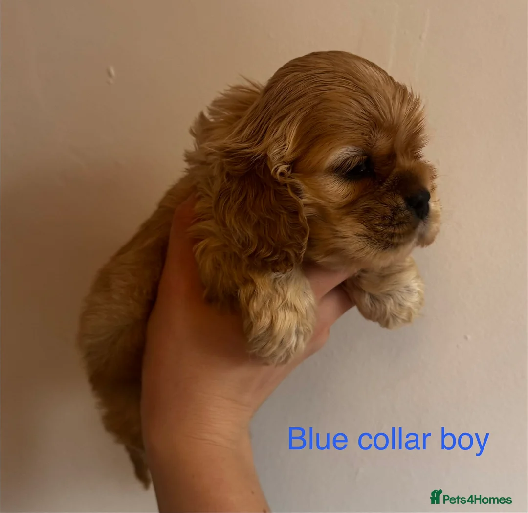 American Cocker Spaniel dogs for sale: 🐾KC, Health tested American cocker spaniels🐾 - Advert 14