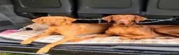 Hungarian Vizsla dogs for sale: Hungarian Vizsla - Advert 3