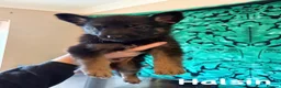 German Shepherd dogs for sale: German Shepherd Puppies for Sale in Swindon - Advert 9