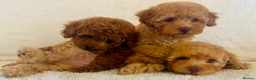 Toy Poodle dogs for sale: Toy poodle puppies  in Wakefield - Advert 10
