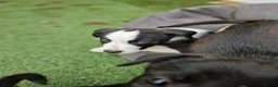 Mixed Breed dogs for sale: Puppies - Advert 15