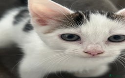 Mixed Breed cats for sale: Beautiful Kitten Looking for His Forever Home - Image 1
