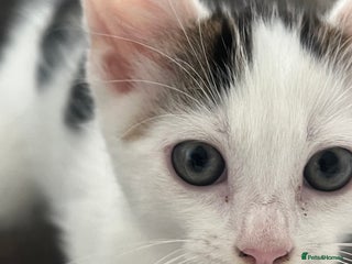 Mixed Breed cats - Advert 5