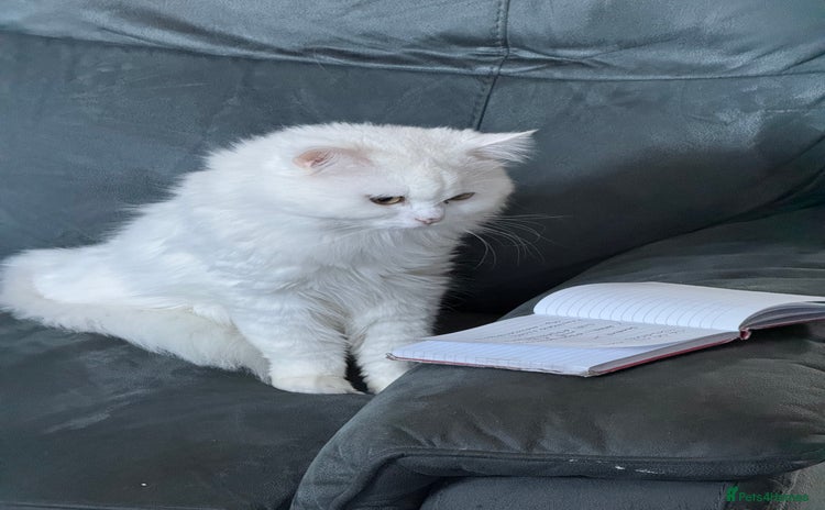 Persian cats - Advert 2