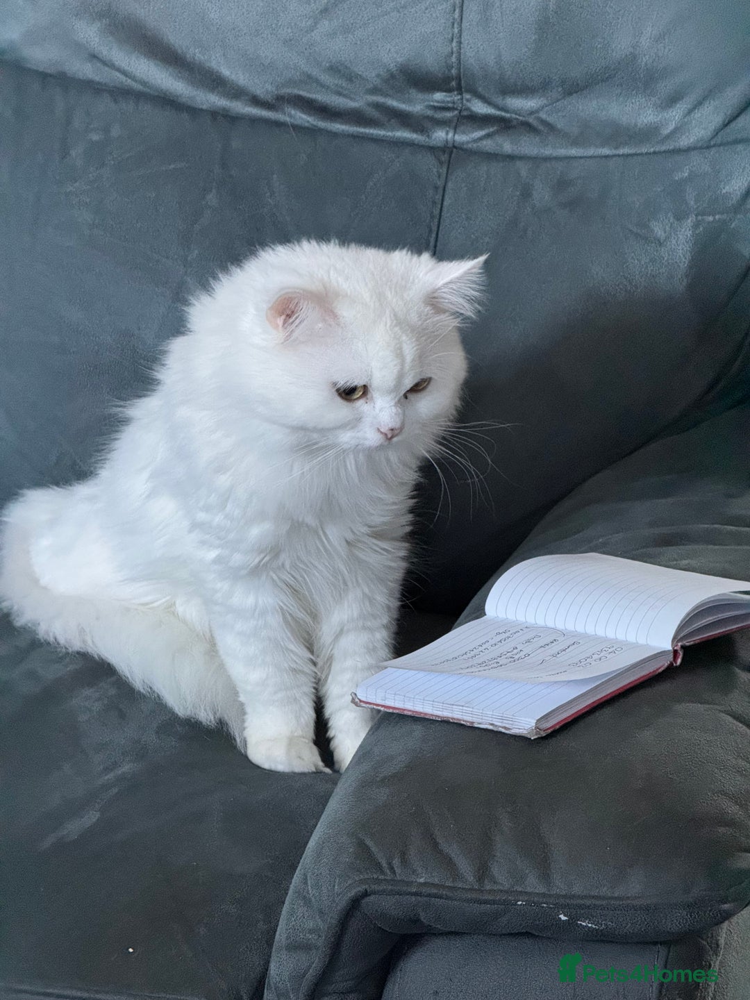 Persian cats for sale: White Female Chinchilla Persian - Image 1