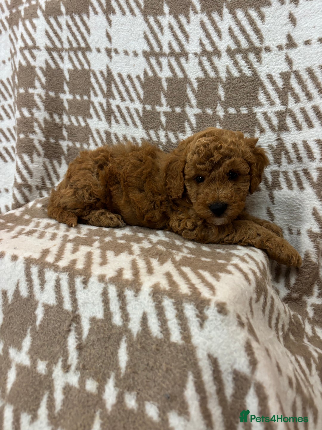 Cavapoo dogs for sale: Beautiful Fox 🦊 Red Cavapoos  - Image 8