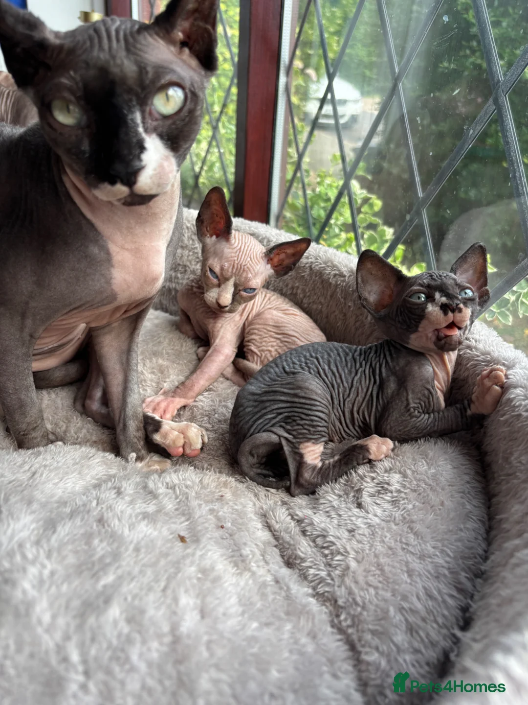 Sphynx cats for sale: 3 Sphynx kittens - Advert 11