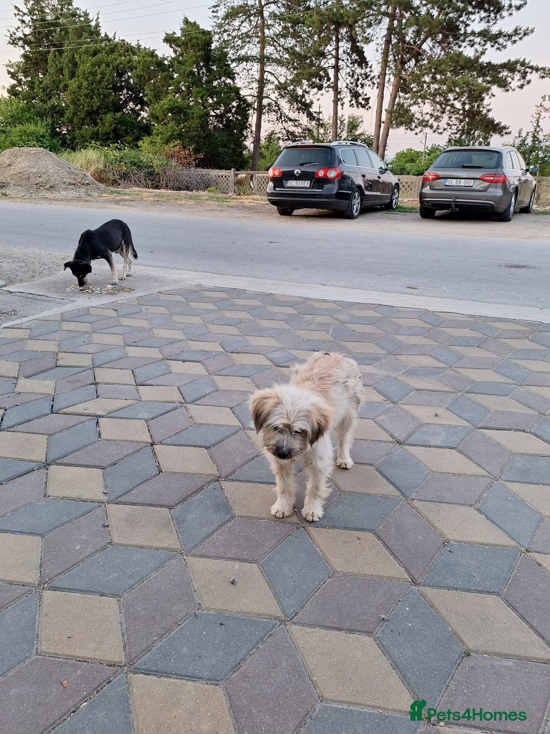 Mixed Breed dogs for adoption: ALMA - a Superb little Girl for a Loving Home - Image 3