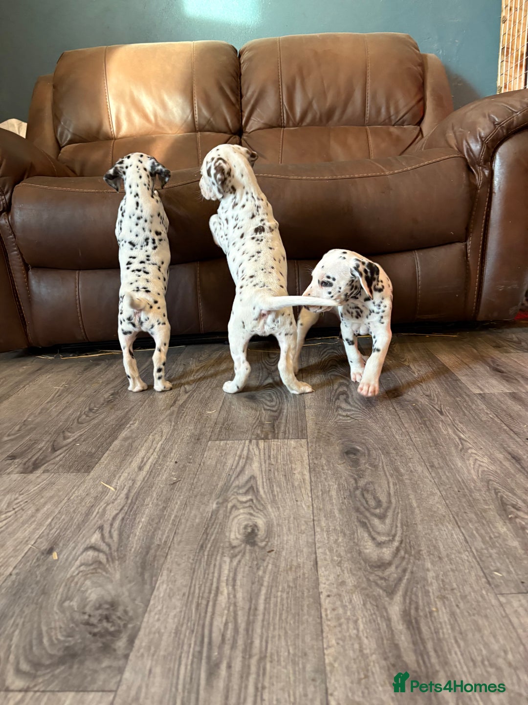 Dalmatian dogs for sale: The most beautiful beautiful Dalmatian puppies  - Advert 13