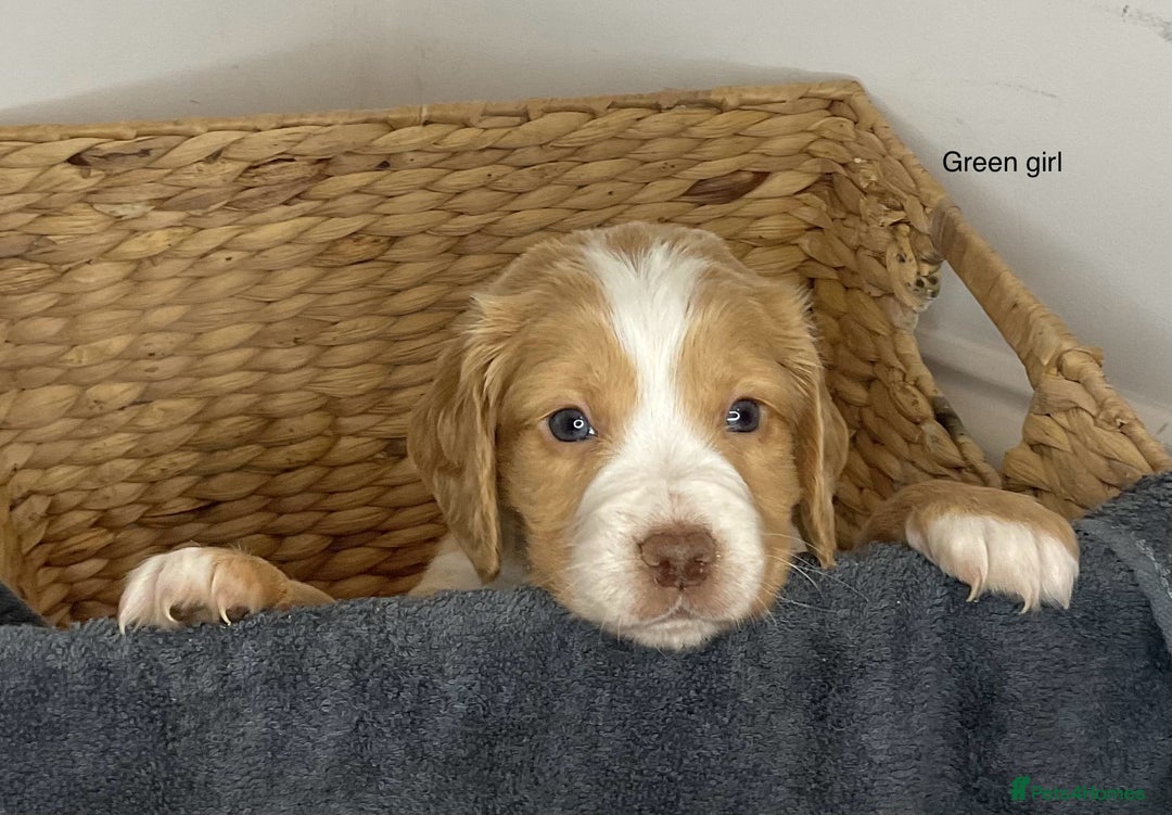 Cocker Spaniel dogs for sale: Hereditary clear working cocker spaniels - Advert 10