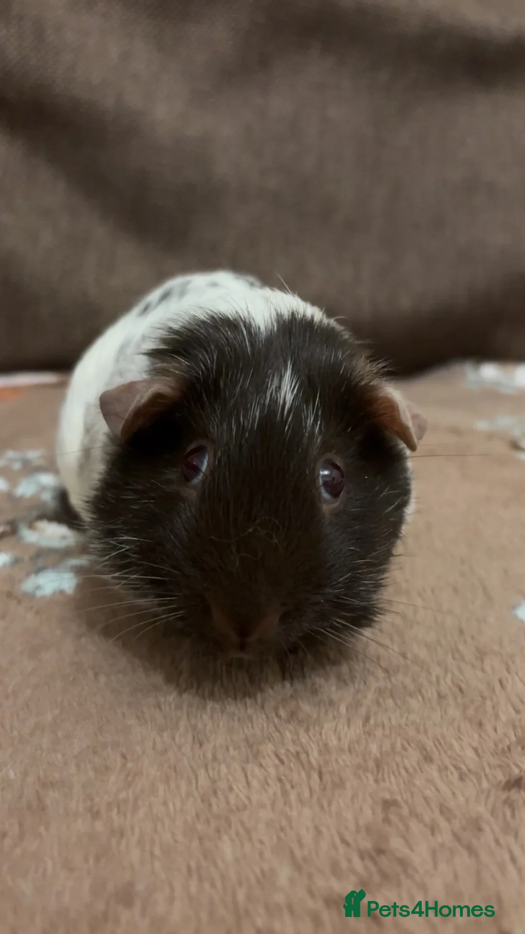 Guinea Pig rodents for sale: 2 Beautiful sows for sale together  - Advert 10