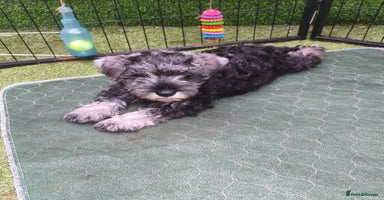 Miniature Schnauzer dogs - Advert 9