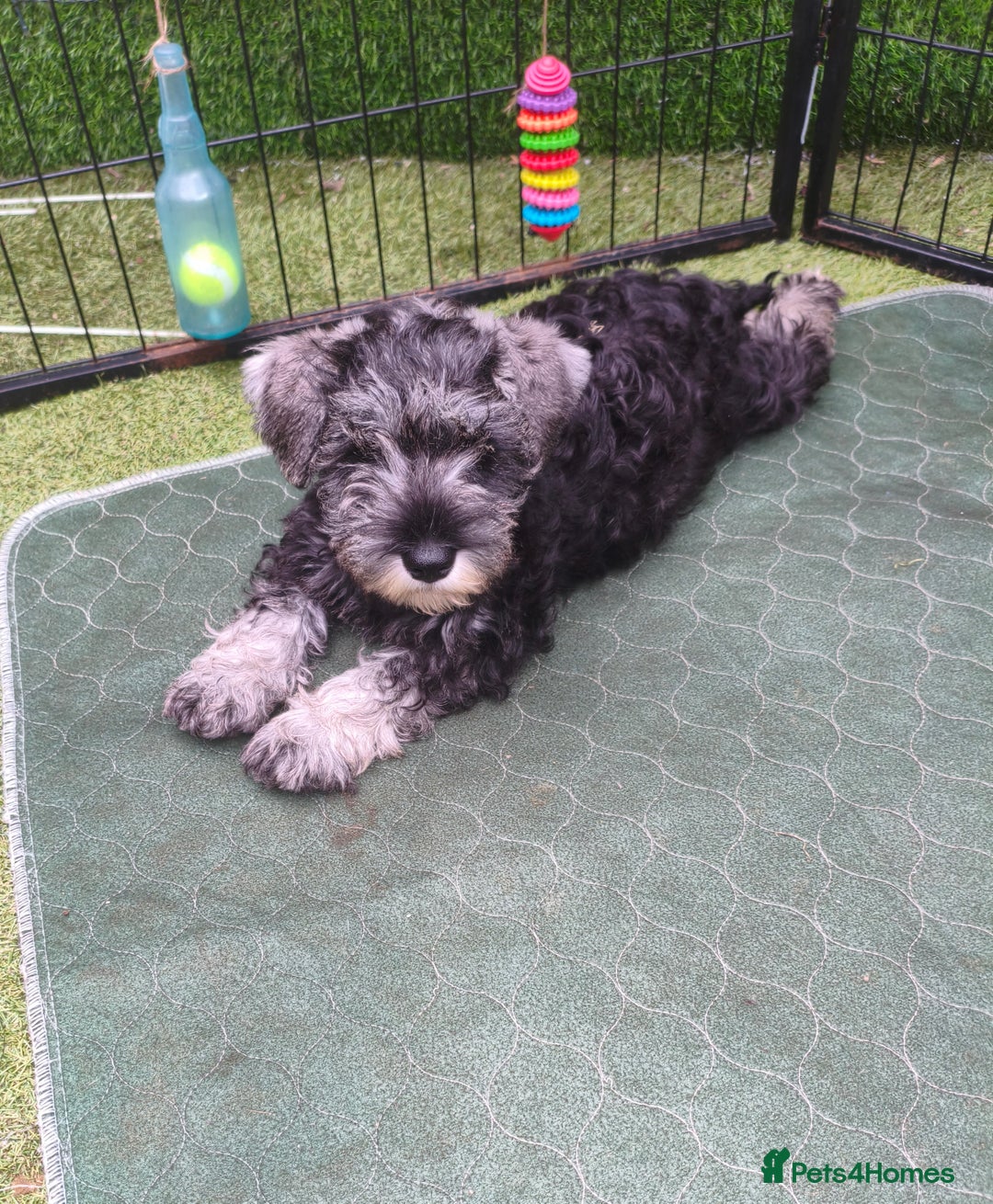 Miniature Schnauzer dogs for sale: Last girl left KC register - Image 4