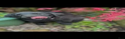 Labrador Retriever dogs for sale: Beautiful litter of mixed puppies  - Advert 2