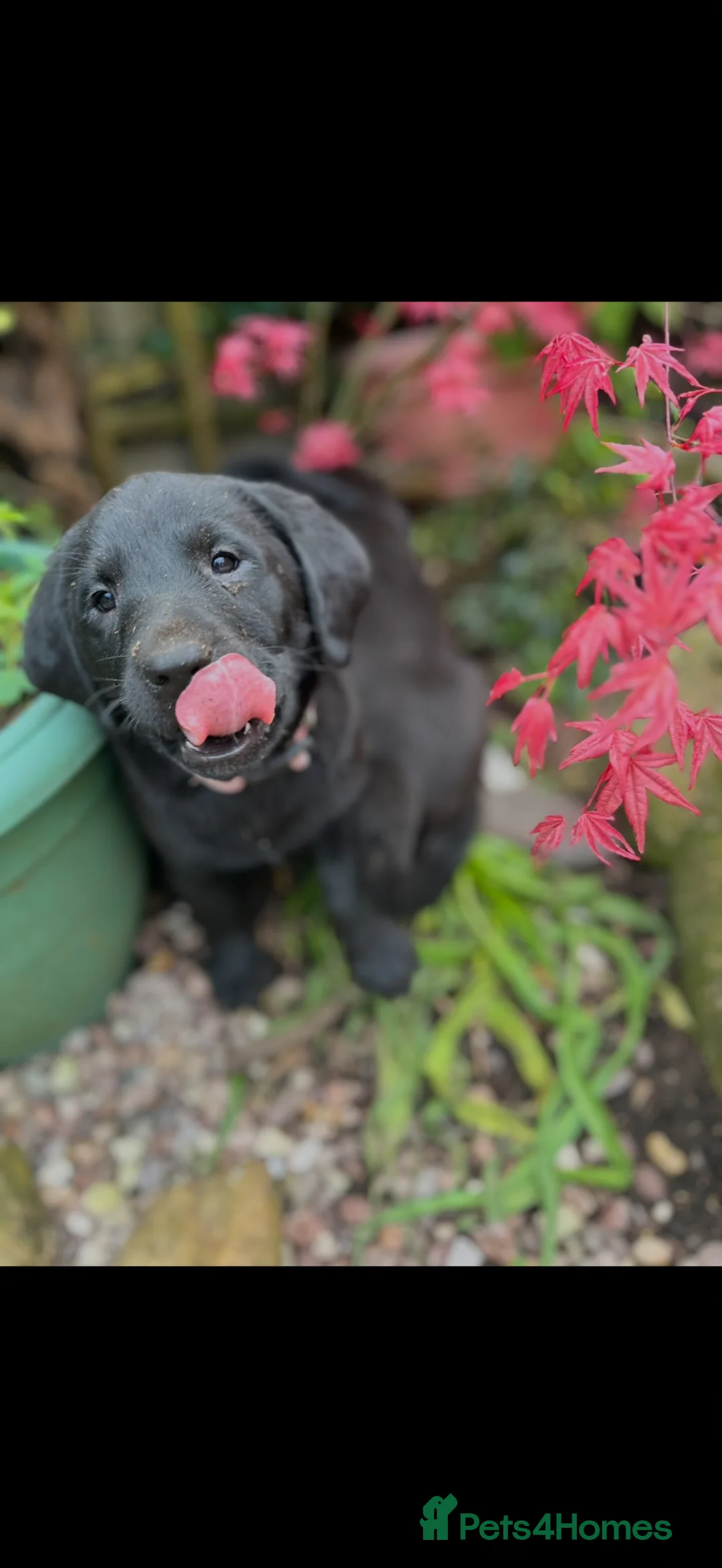 Labrador Retriever dogs for sale: Beautiful litter of mixed puppies  - Advert 2