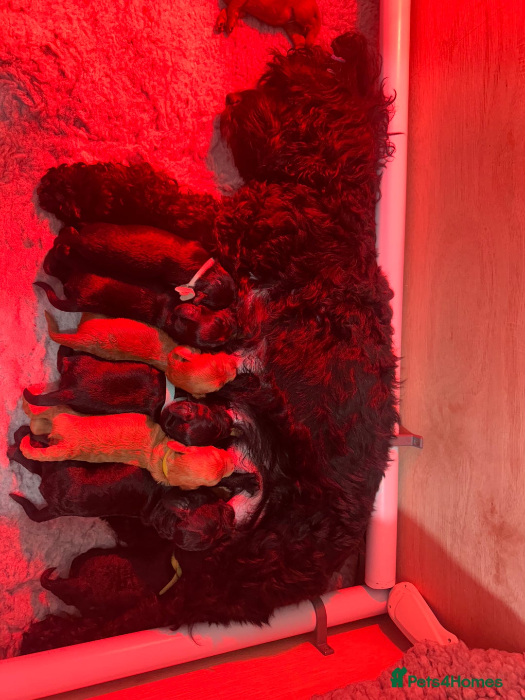 Cockapoo dogs for sale: F2 cockapoo puppies  - Advert 5