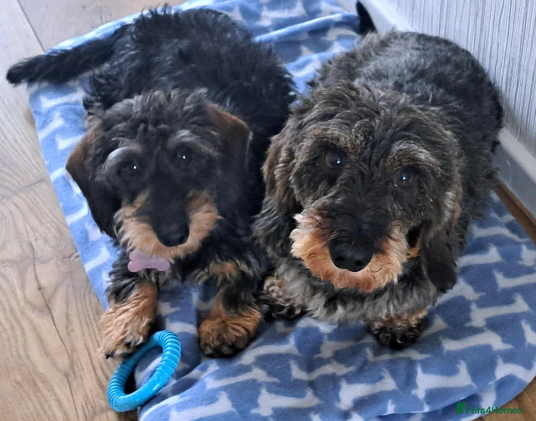 Dachshund dogs for sale: Minature Wire Haired Dachshunds Needing Rehoming - Advert 1