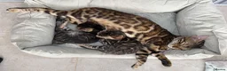 Bengal cats for sale: Unique Bloodline Bengals Tica Reg - Advert 8