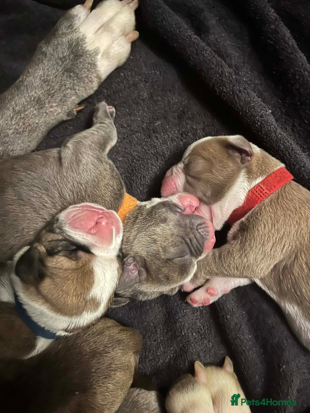 Mixed Breed dogs for sale: Old tyme x puppys  - Advert 2