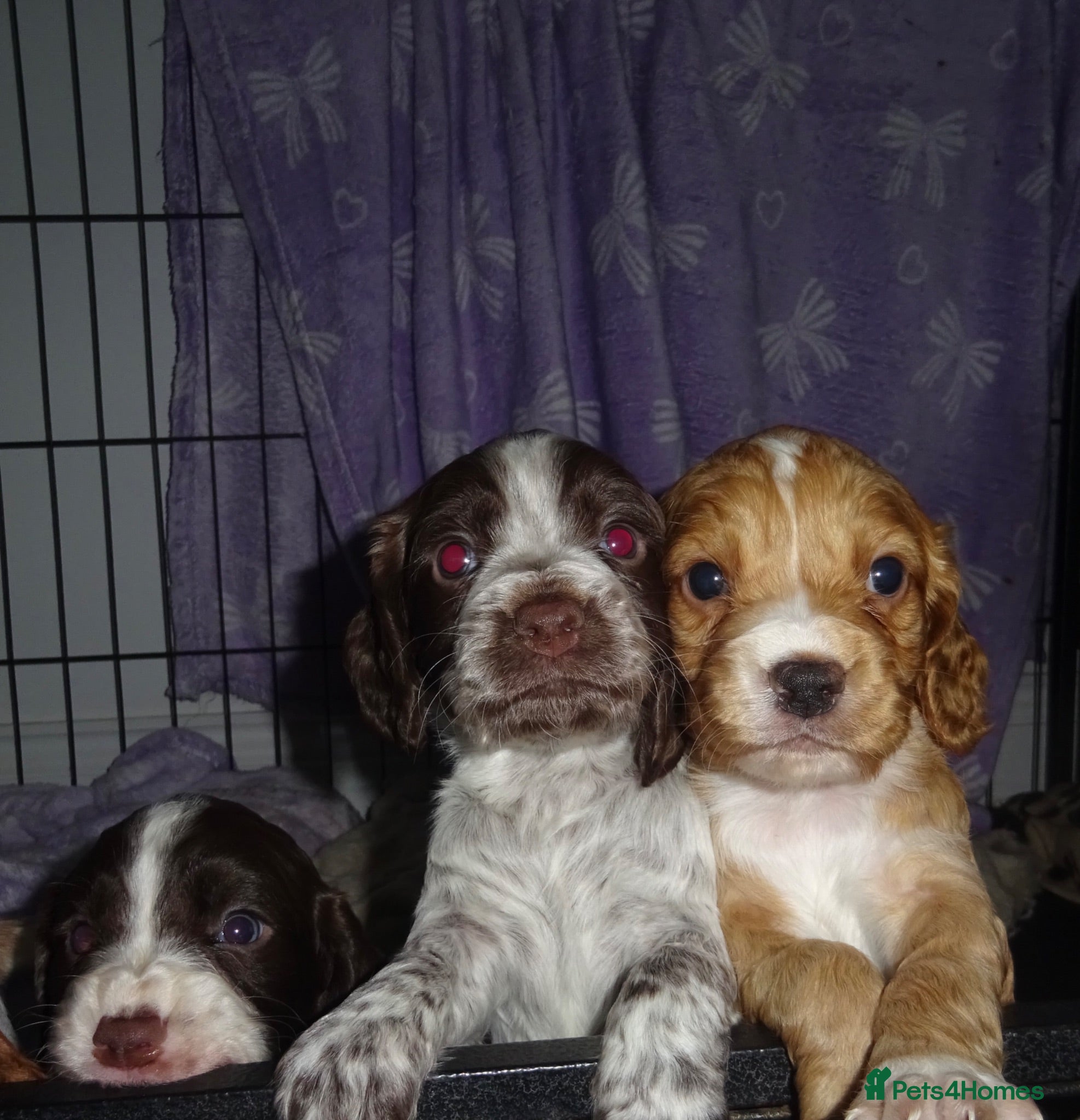 Cocker Spaniel dogs 4 Working Cocker Spaniel Puppies - Advert 2