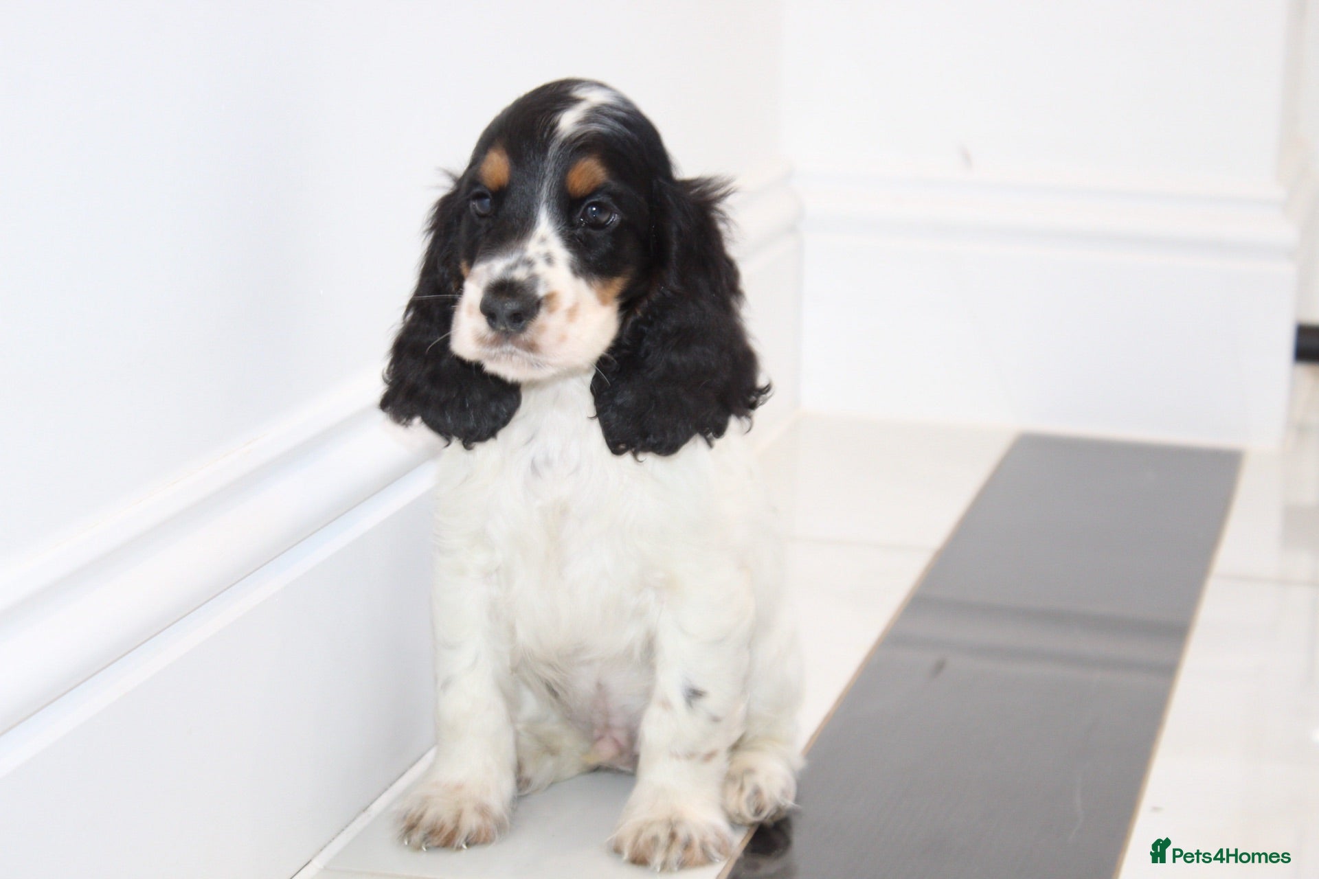 Cocker Spaniel dogs Quality Show type cocker spaniel puppies  - Advert 17