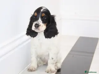 Cocker Spaniel dogs Quality Show type cocker spaniel puppies - Advert 17