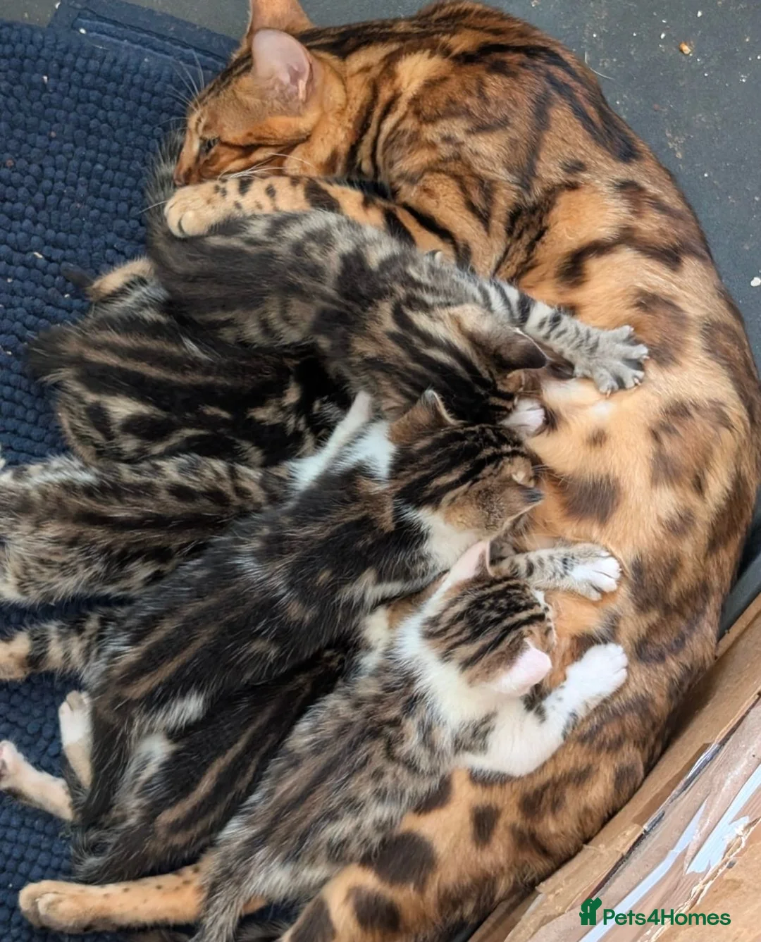 Bengal cats for sale: Bengal-cross kittens available - Advert 9