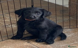 Labradoodle dogs for sale: F1 labradoodles  - Image 2