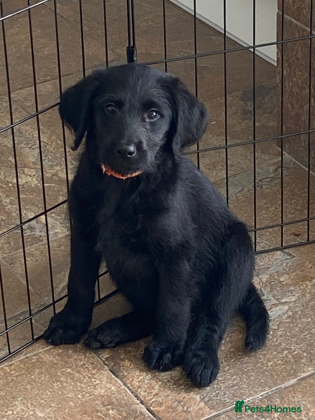 Labradoodle dogs for sale: F1 labradoodles  - Image 2