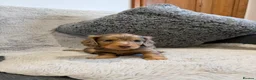 Dachshund dogs for sale: Long-haired miniature daschund pups for sale  - Advert 16