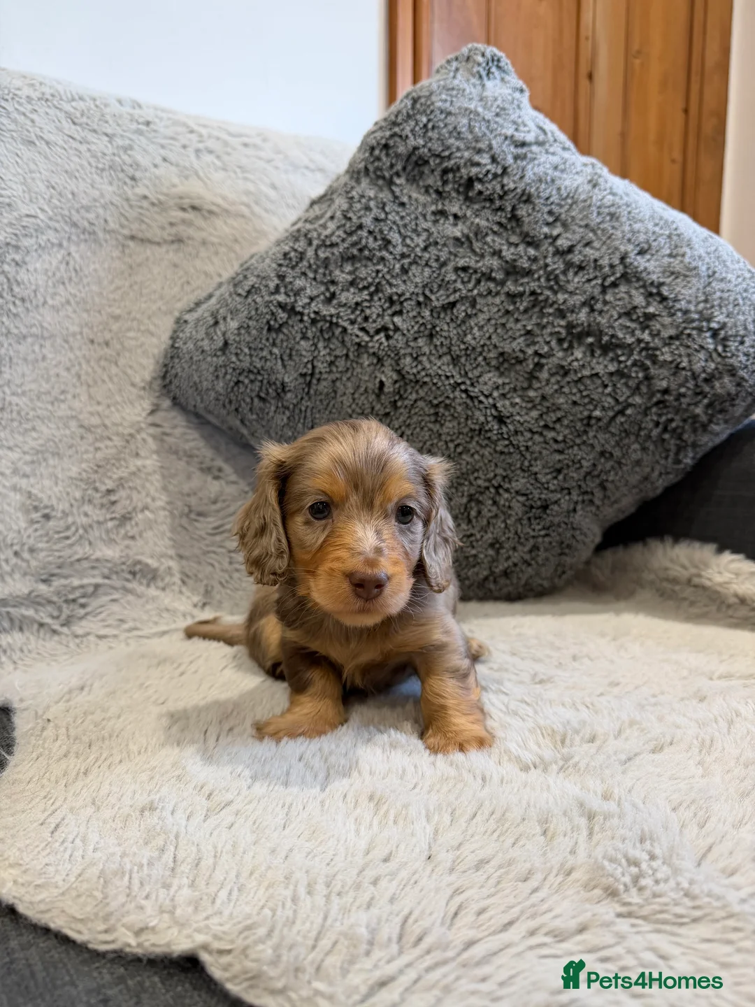 Dachshund dogs for sale: Long-haired miniature daschund pups for sale  - Advert 16