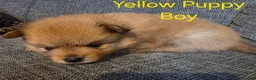 Pomeranian dogs for sale: 3 Beautiful pomeranian puppies for sale - Advert 9