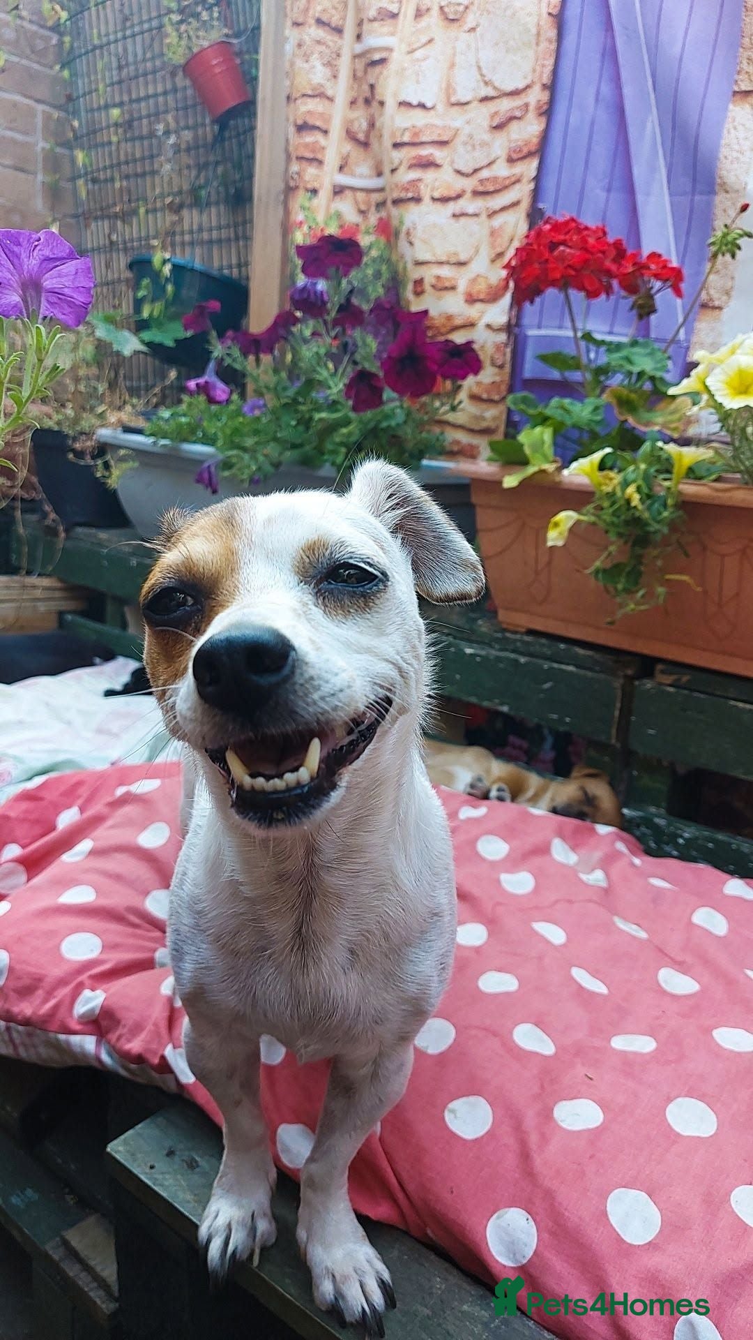 Mixed Breed dogs 1 girl and 3 boys still available  - Advert 7