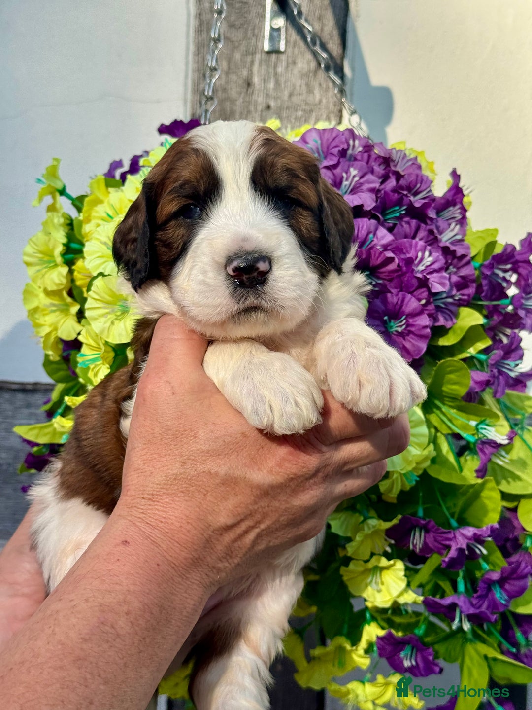 Saint Bernard dogs for sale: F1 st doodles puppies for sale - Image 27