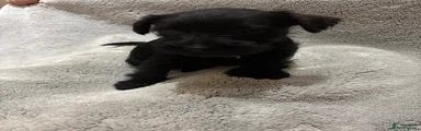 Miniature Schnauzer 7