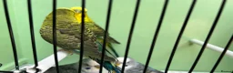 Budgerigars birds for sale: Black wing split to bf/bw - Advert 7