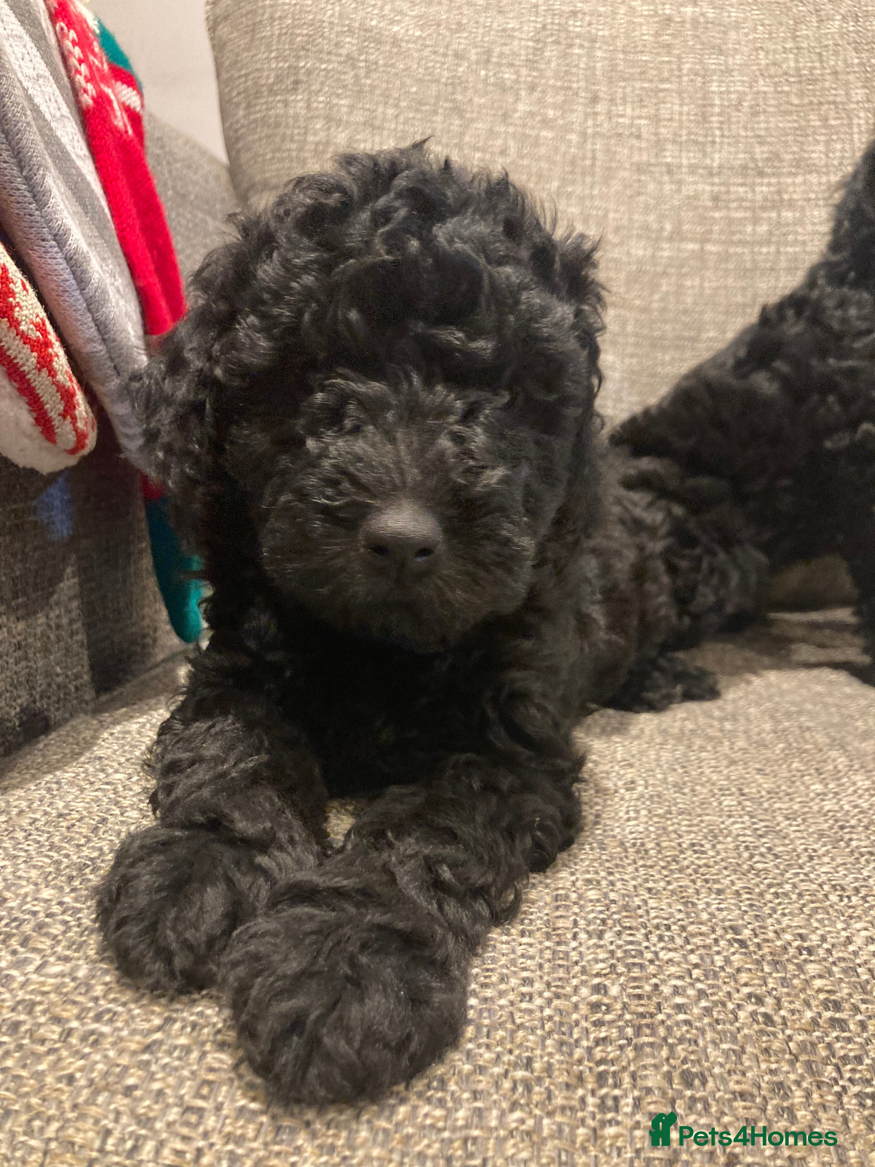 Goldendoodle dogs Miniature F1B Goldendoodle puppies - Advert 16