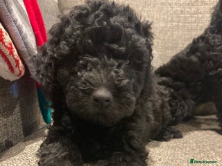 Goldendoodle dogs Miniature F1B Goldendoodle puppies - Advert 16