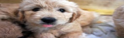 Mini Goldendoodle dogs for sale: Superb home-bred F1 Mini Goldendoodles KC parents - Advert 12