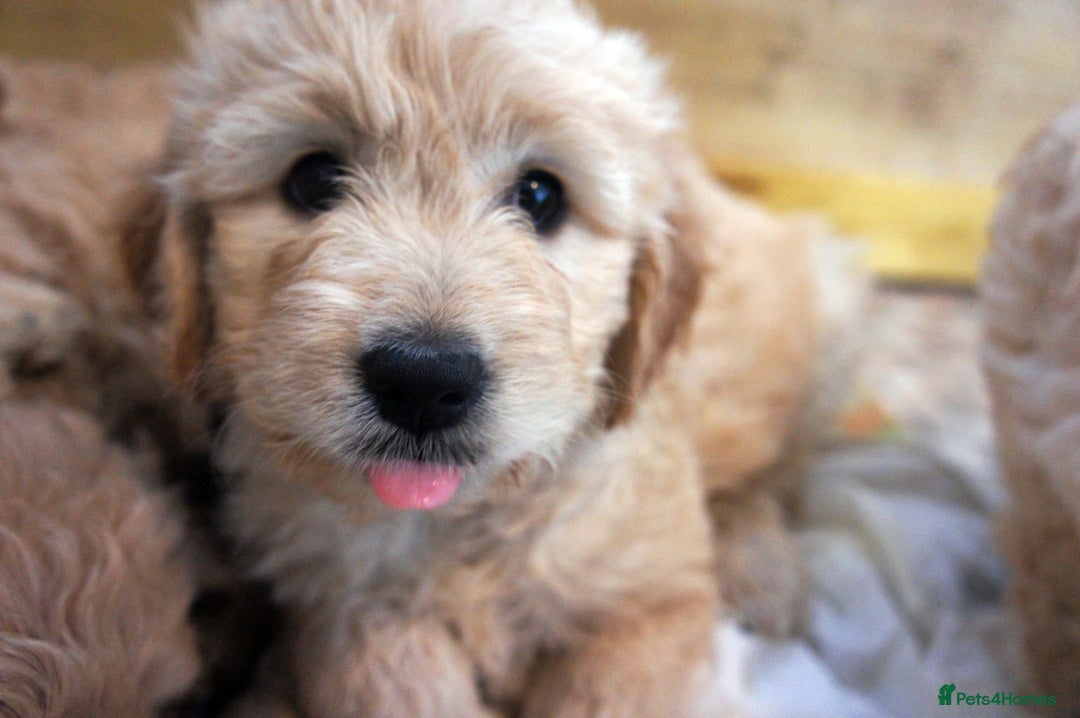 Mini Goldendoodle dogs for sale: Superb home-bred F1 Mini Goldendoodles KC parents - Advert 12