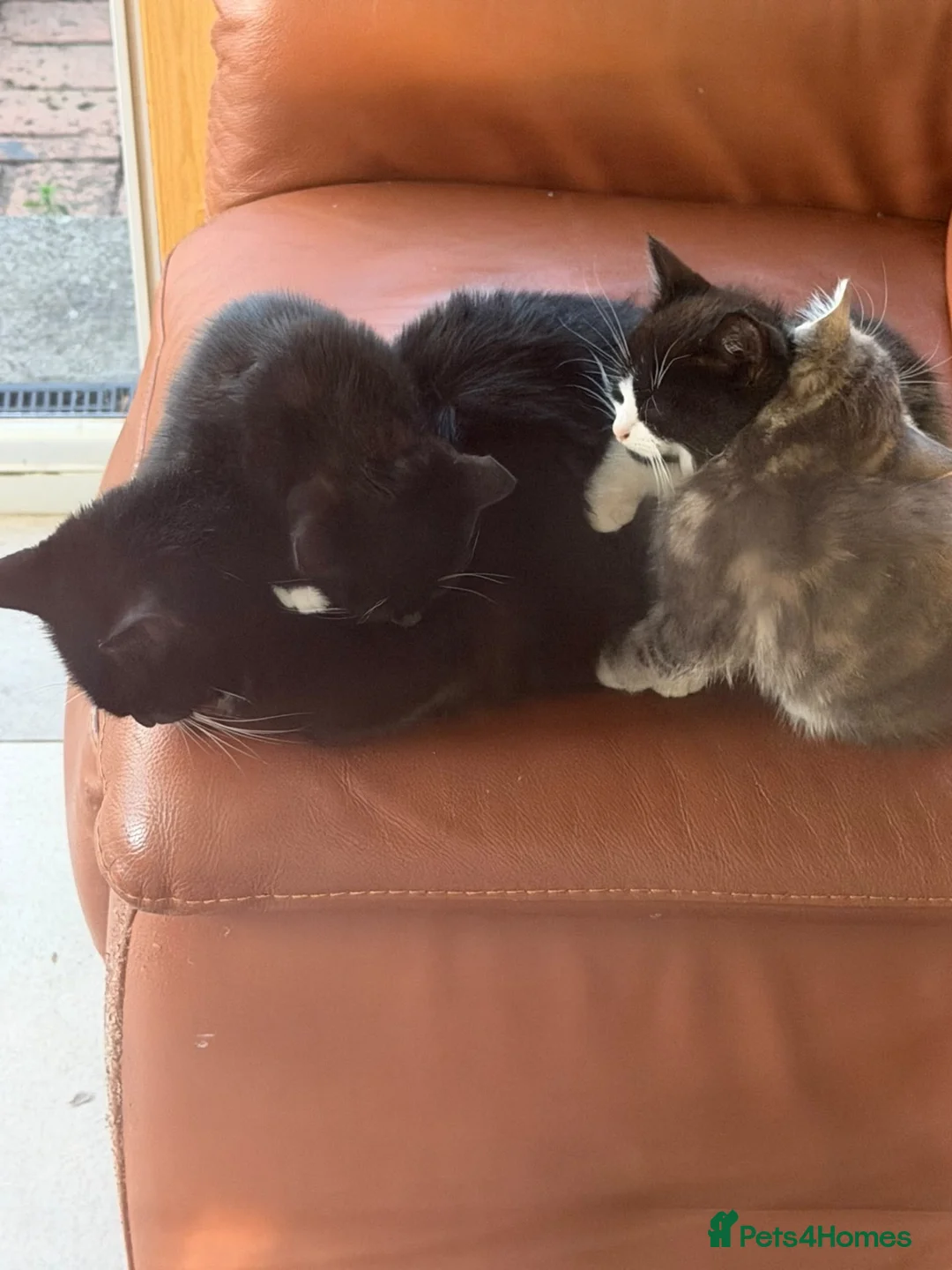 Mixed Breed cats for sale: 3 boy kittens ready to leave now  - Advert 6