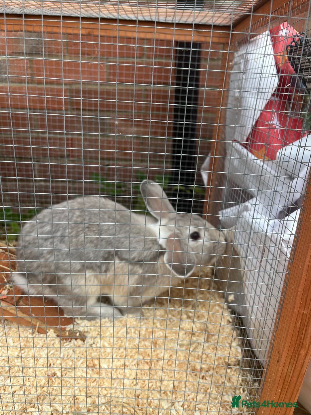 Mini Lop rabbits for sale: A Mix of Mini lop and Mini Lion Lop - Image 21