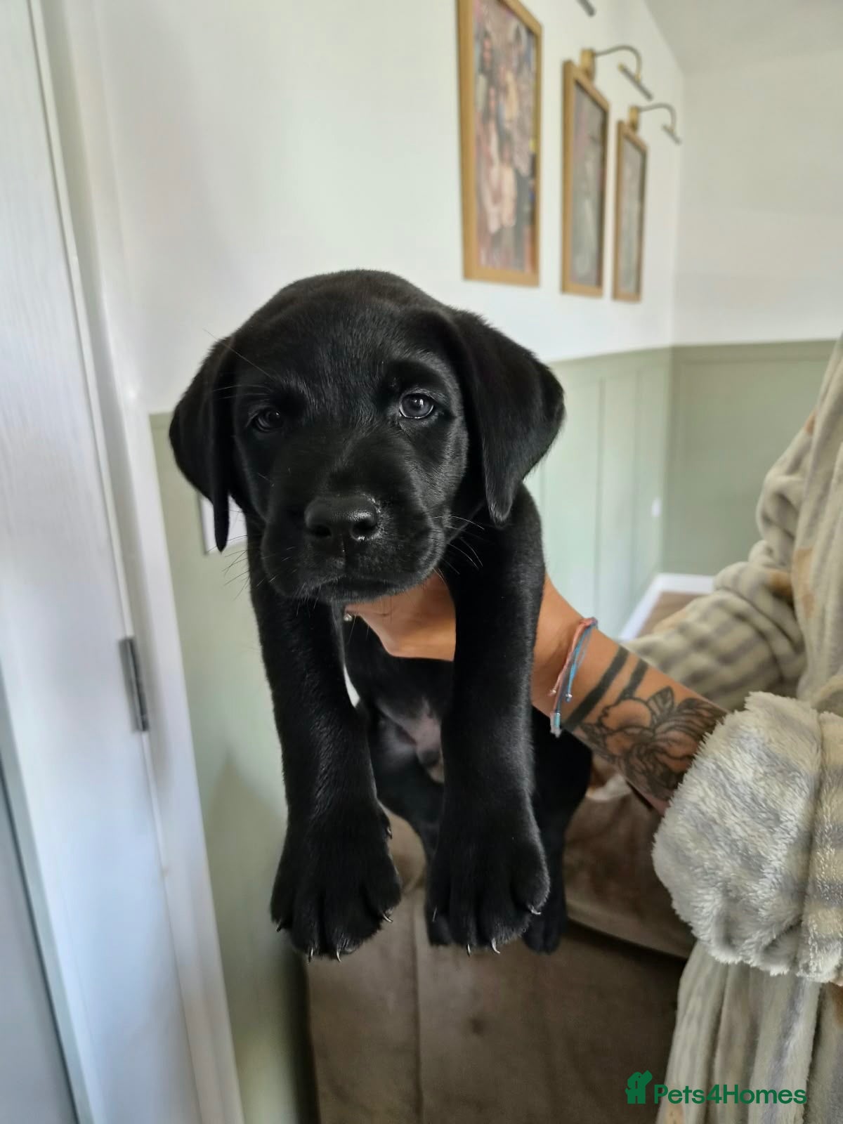 Labrador Retriever dogs Beautiful KC Labradors  - Advert 1