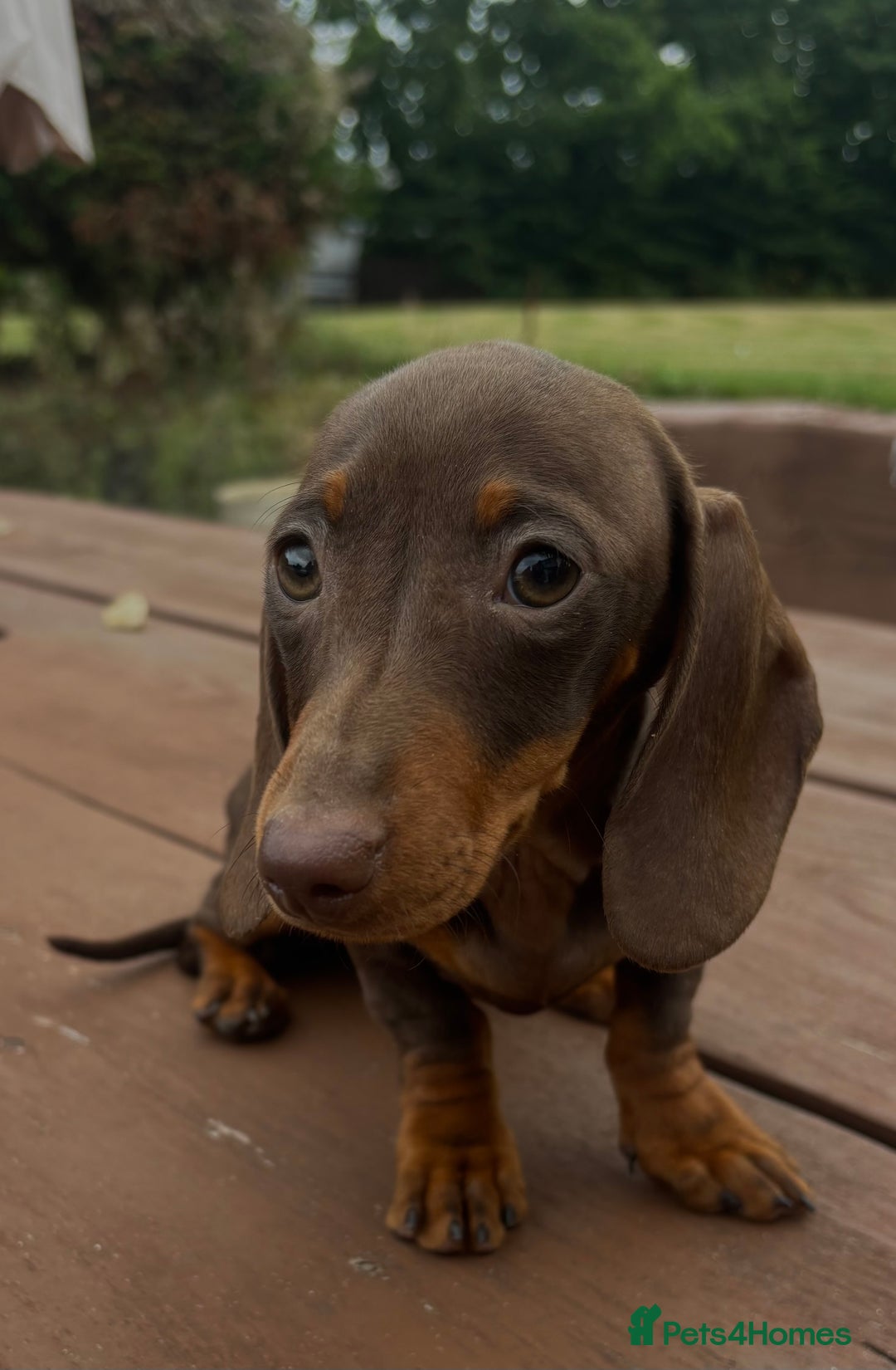 Dachshund dogs for sale: CHAMPION LINE KC REG MINI DACHSHUND GIRLS  - Image 24