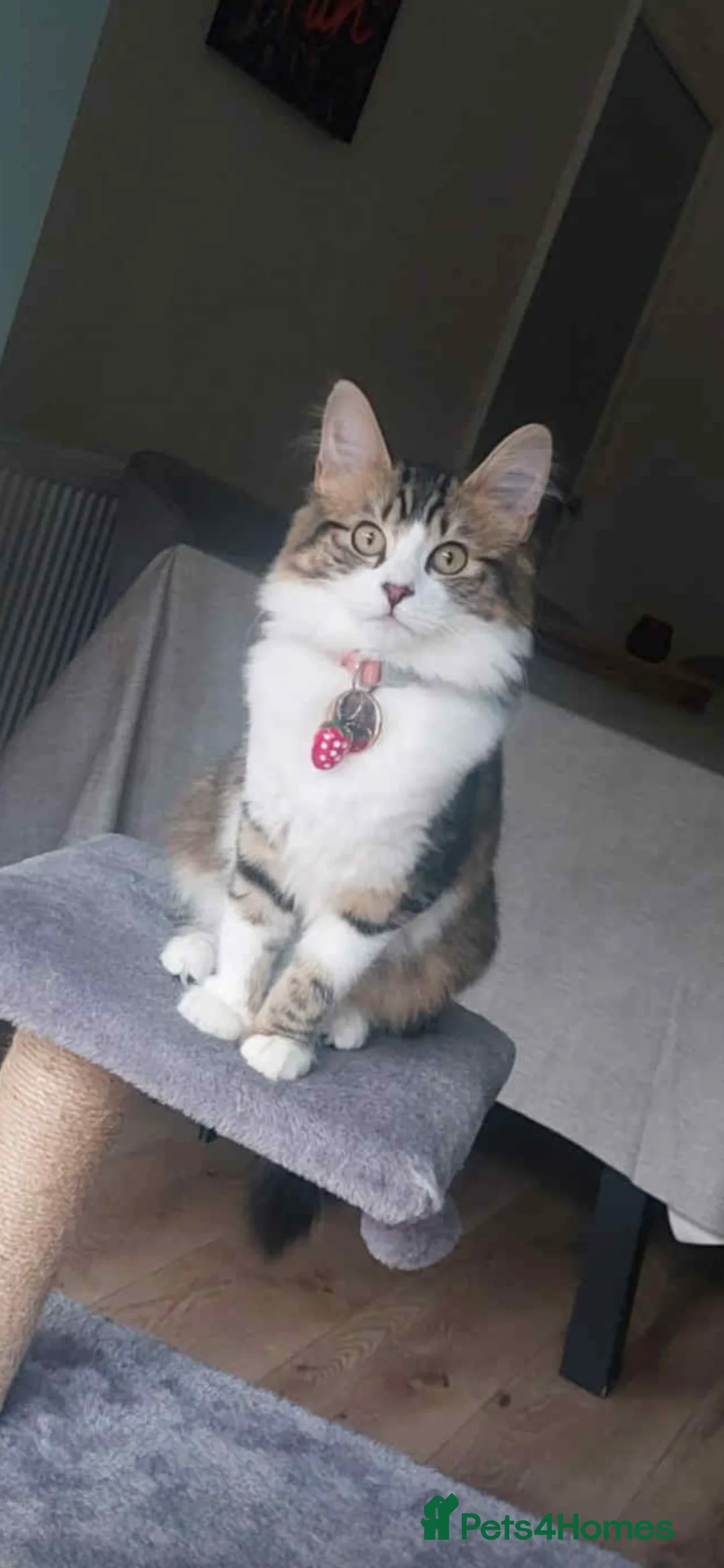 Norwegian Forest Cat cats for sale: Last female Norwegian Forrest  - Advert 2